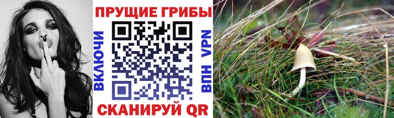 Галлюциногенные грибы GOLDEN TEACHER  дарк нет наркотические препараты  Ленинск 